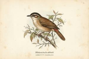 Abbott's Babbler illustration