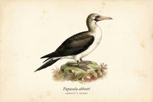 Abbott's Booby illustration