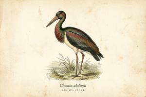 Abdim's Stork illustration