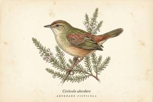 Aberdare Cisticola illustration