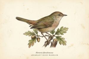 Aberrant Bush Warbler illustration