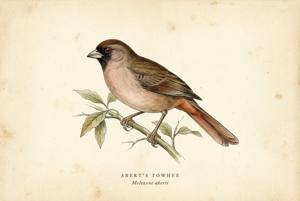 Abert's Towhee illustration
