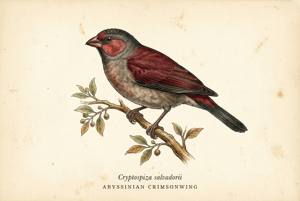 Abyssinian Crimsonwing illustration