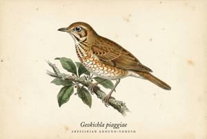 Abyssinian Ground-Thrush illustration