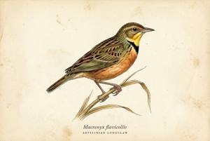 Abyssinian Longclaw illustration