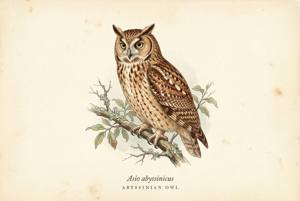 Abyssinian Owl illustration