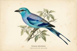 Abyssinian Roller illustration