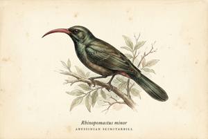 Abyssinian Scimitarbill illustration