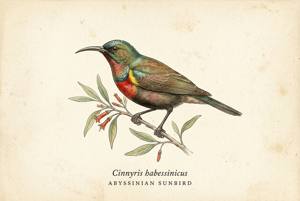 Abyssinian Sunbird illustration