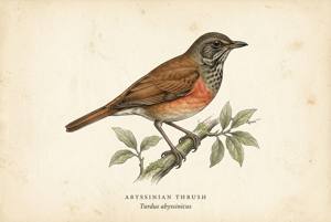 Abyssinian Thrush illustration