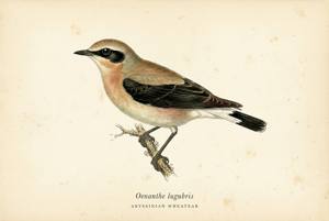 Abyssinian Wheatear illustration