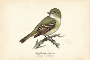 Acadian Flycatcher illustration