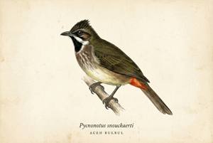 Aceh Bulbul illustration