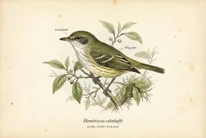 Acre Tody-Tyrant illustration