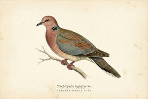 Adamawa Turtle-Dove illustration