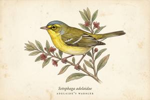Adelaide's Warbler illustration