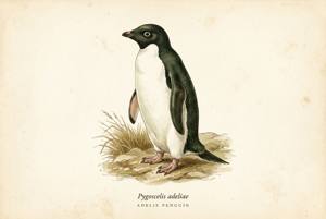 Adelie Penguin illustration