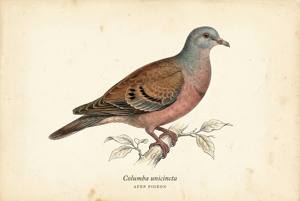 Afep Pigeon illustration