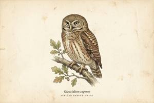African Barred Owlet illustration