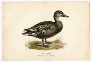 African Black Duck illustration