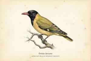 African Black-headed Oriole illustration