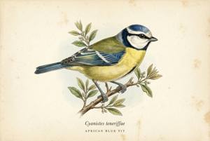 African Blue Tit illustration