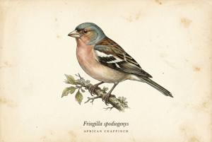African Chaffinch illustration
