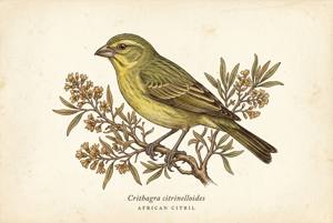 African Citril illustration