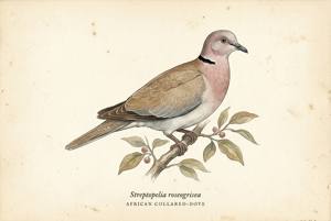 African Collared-Dove illustration