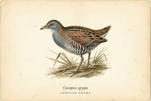 African Crake illustration
