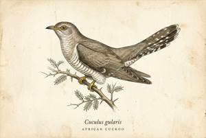African Cuckoo illustration