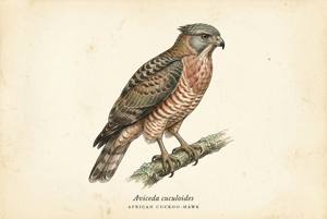 African Cuckoo-Hawk illustration