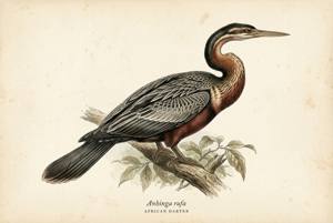 African Darter illustration