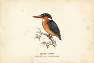 African Dwarf Kingfisher illustration