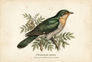 African Emerald Cuckoo illustration