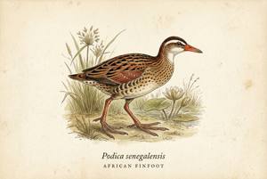 African Finfoot illustration