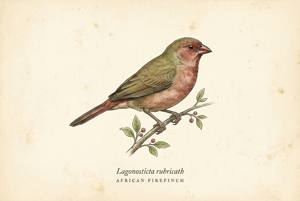 African Firefinch illustration