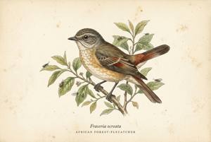 African Forest-Flycatcher illustration