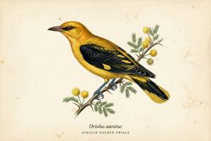 African Golden Oriole illustration