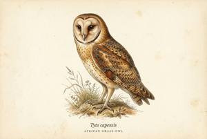 African Grass-Owl illustration