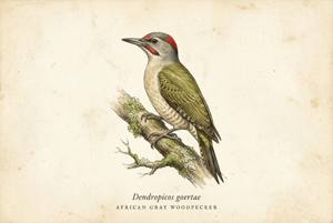 African Gray Woodpecker illustration