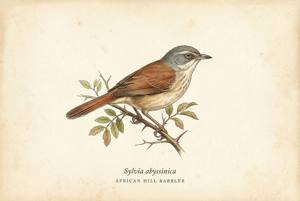 African Hill Babbler illustration