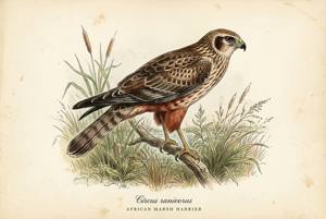African Marsh Harrier illustration