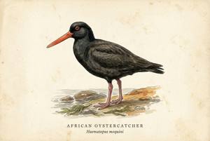 African Oystercatcher illustration