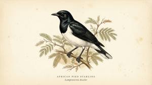 African Pied Starling illustration