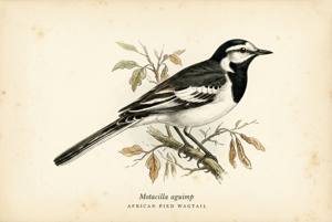 African Pied Wagtail illustration