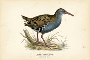 African Rail illustration