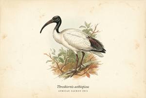 African Sacred Ibis illustration