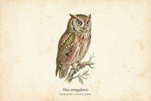 African Scops-Owl illustration
