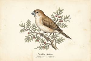 African Silverbill illustration